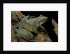 Odorrana hosii (poisonous rock frog) by Anonymous