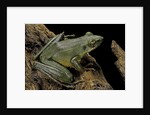 Odorrana hosii (poisonous rock frog) by Anonymous