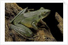 Odorrana hosii (poisonous rock frog) by Anonymous