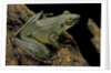 Odorrana hosii (poisonous rock frog) by Anonymous