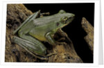 Odorrana hosii (poisonous rock frog) by Anonymous
