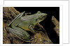 Odorrana hosii (poisonous rock frog) by Anonymous