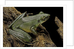 Odorrana hosii (poisonous rock frog) by Anonymous