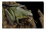 Odorrana hosii (poisonous rock frog) by Anonymous