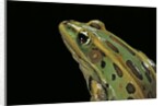 Lithobates pipiens (northern leopard frog) by Anonymous