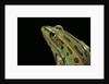 Lithobates pipiens (northern leopard frog) by Anonymous