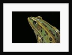 Lithobates pipiens (northern leopard frog) by Anonymous