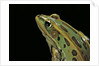 Lithobates pipiens (northern leopard frog) by Anonymous