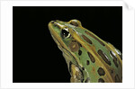 Lithobates pipiens (northern leopard frog) by Anonymous