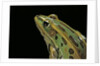 Lithobates pipiens (northern leopard frog) by Anonymous