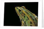 Lithobates pipiens (northern leopard frog) by Anonymous