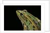 Lithobates pipiens (northern leopard frog) by Anonymous