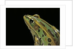 Lithobates pipiens (northern leopard frog) by Anonymous