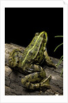 Pelophylax ridibundus (marsh frog, laughing frog) by Anonymous