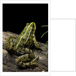 Pelophylax ridibundus (marsh frog, laughing frog) by Anonymous