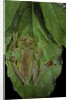 Rhacophorus prominanus (Malayan flying frog) by Anonymous