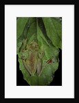 Rhacophorus prominanus (Malayan flying frog) by Anonymous