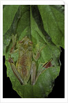 Rhacophorus prominanus (Malayan flying frog) by Anonymous