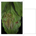 Rhacophorus prominanus (Malayan flying frog) by Anonymous