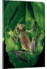 Rhacophorus prominanus (Malayan flying frog) by Anonymous