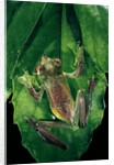 Rhacophorus prominanus (Malayan flying frog) by Anonymous
