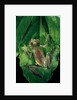 Rhacophorus prominanus (Malayan flying frog) by Anonymous