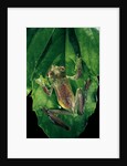 Rhacophorus prominanus (Malayan flying frog) by Anonymous