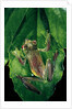 Rhacophorus prominanus (Malayan flying frog) by Anonymous