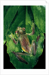 Rhacophorus prominanus (Malayan flying frog) by Anonymous