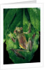 Rhacophorus prominanus (Malayan flying frog) by Anonymous
