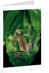Rhacophorus prominanus (Malayan flying frog) by Anonymous