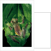 Rhacophorus prominanus (Malayan flying frog) by Anonymous