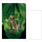 Rhacophorus prominanus (Malayan flying frog) by Anonymous
