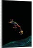 Rhacophorus reinwardtii (green flying frog) - flying by Anonymous