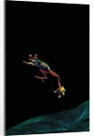 Rhacophorus reinwardtii (green flying frog) - flying by Anonymous