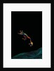 Rhacophorus reinwardtii (green flying frog) - flying by Anonymous