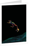 Rhacophorus reinwardtii (green flying frog) - flying by Anonymous
