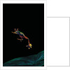 Rhacophorus reinwardtii (green flying frog) - flying by Anonymous