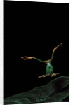 Rhacophorus reinwardtii (green flying frog) - flying by Anonymous