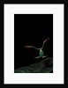 Rhacophorus reinwardtii (green flying frog) - flying by Anonymous