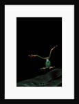 Rhacophorus reinwardtii (green flying frog) - flying by Anonymous