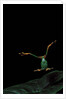 Rhacophorus reinwardtii (green flying frog) - flying by Anonymous