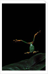 Rhacophorus reinwardtii (green flying frog) - flying by Anonymous