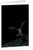Rhacophorus reinwardtii (green flying frog) - flying by Anonymous