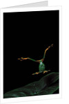 Rhacophorus reinwardtii (green flying frog) - flying by Anonymous
