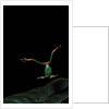 Rhacophorus reinwardtii (green flying frog) - flying by Anonymous