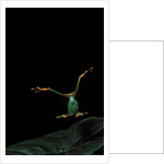 Rhacophorus reinwardtii (green flying frog) - flying by Anonymous
