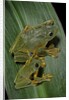 Rhacophorus reinwardtii (green flying frog) by Anonymous