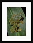 Rhacophorus reinwardtii (green flying frog) by Anonymous
