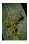 Rhacophorus reinwardtii (green flying frog) by Anonymous